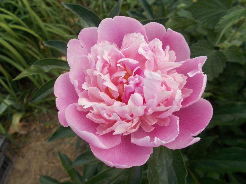  - 2018 Flori de gradina