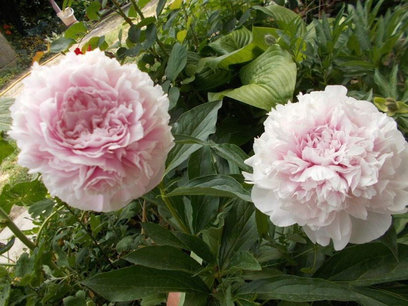  - 2018 Flori de gradina