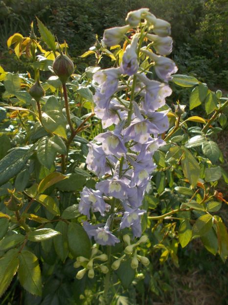  - 2018 Flori de gradina