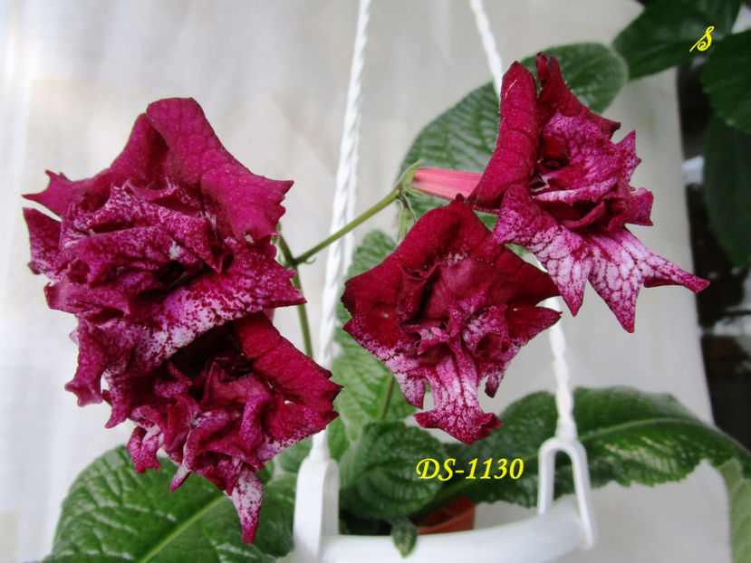 DS-1130(16-05-2018) - Streptocarpusi 2018