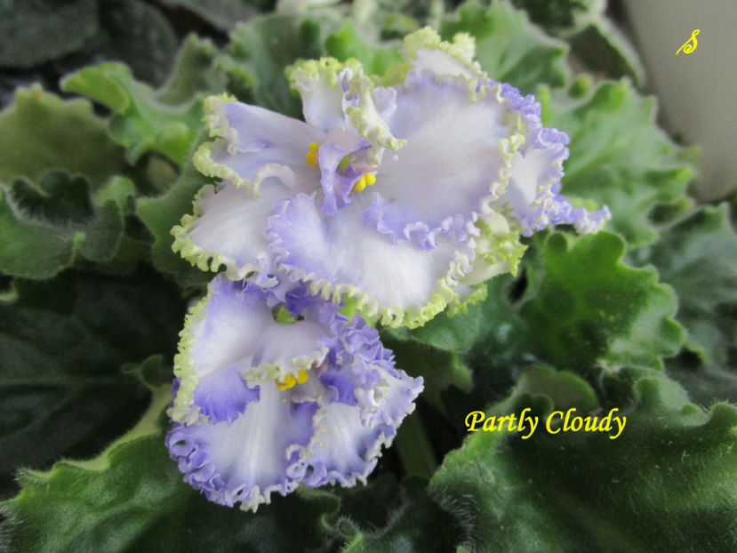 Partly Cloudy(16-05-2018) - Violete 2018