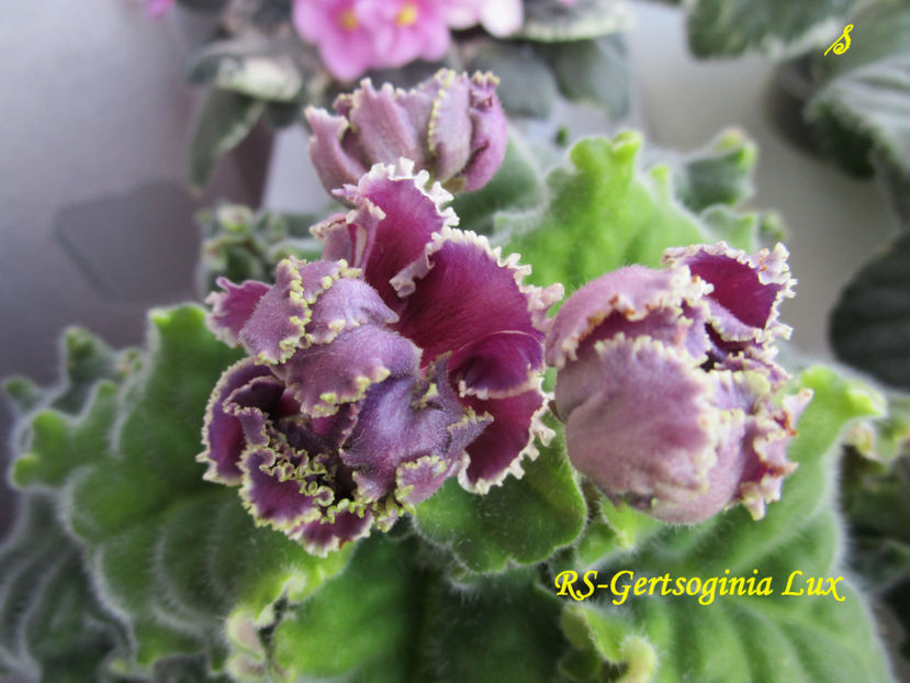 RS-Gertsoginia Lux(16-05-2018) - Violete 2018
