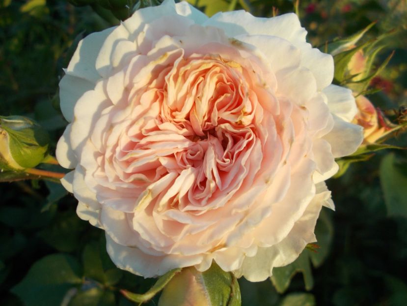 Mariatheresia - TRANDAFIRI 2018