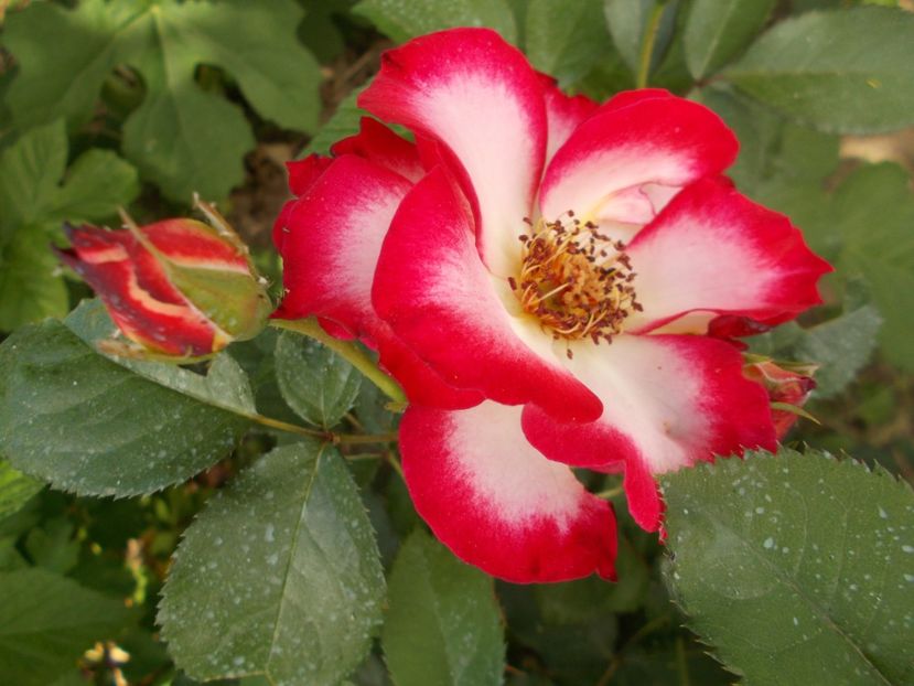 Betty Boop - TRANDAFIRI 2018