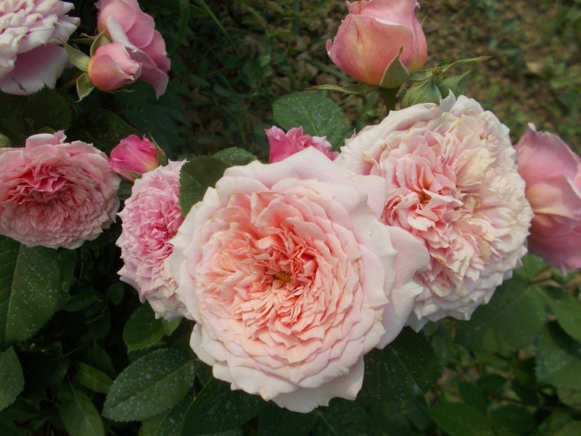 William Christie - TRANDAFIRI 2018