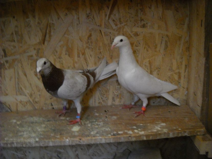 PER.3 - PORUMBEI VANDUTI