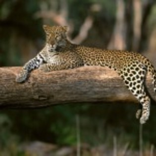 poze_animale_salbatice-leopard-1-150x150 - leoparzi