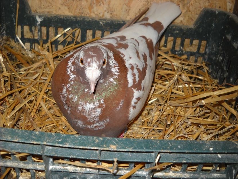  - UNDEVA IN SUCEAVA arhiva