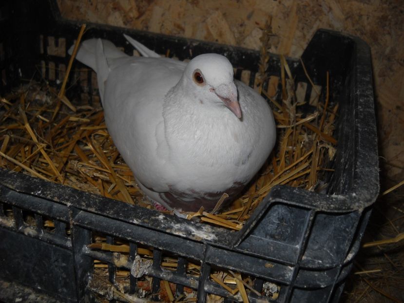  - UNDEVA IN SUCEAVA arhiva