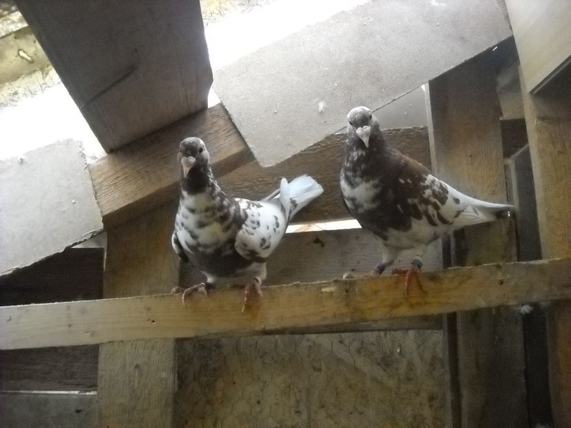  - UNDEVA IN SUCEAVA arhiva