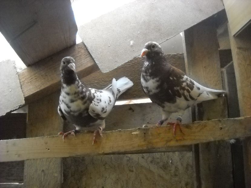  - UNDEVA IN SUCEAVA arhiva