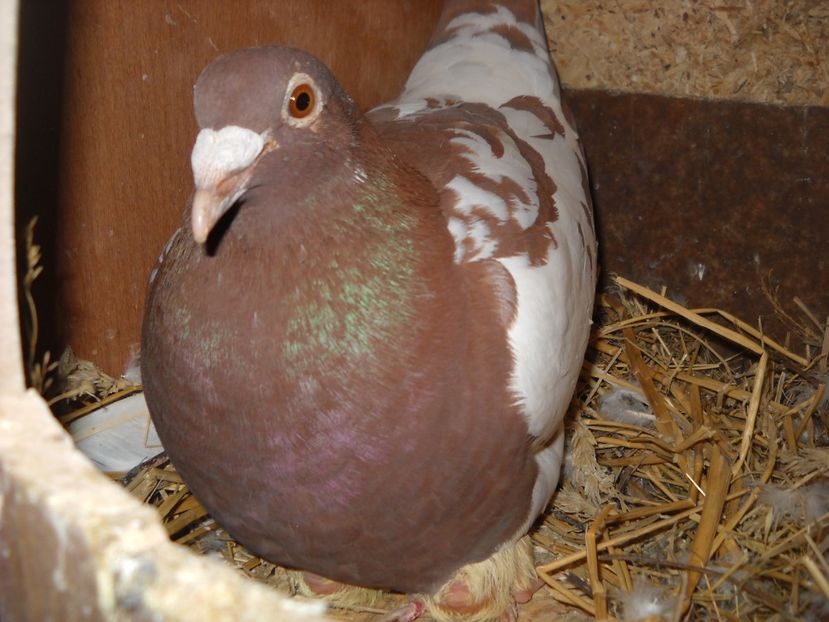  - UNDEVA IN SUCEAVA arhiva