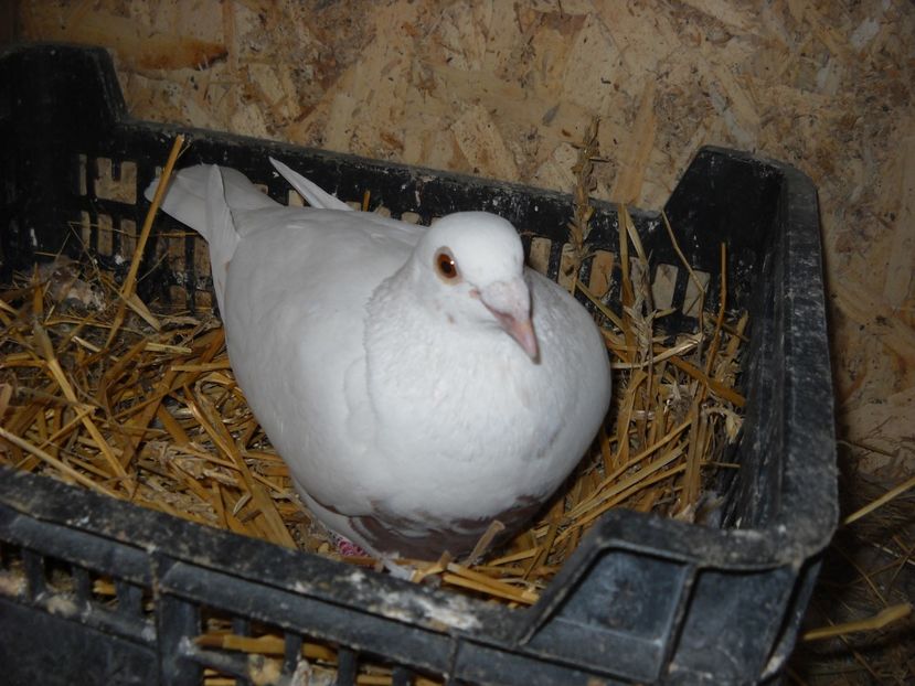  - UNDEVA IN SUCEAVA arhiva