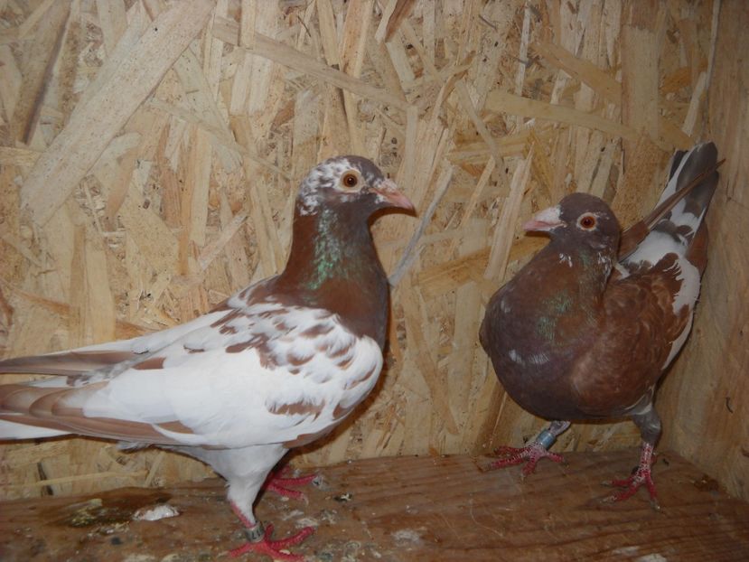 PER.11 - PORUMBEI VANDUTI