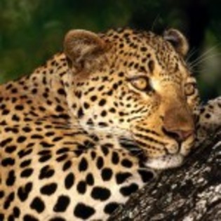 poze_animale_salbatice-leopard-5-150x150 - leoparzi