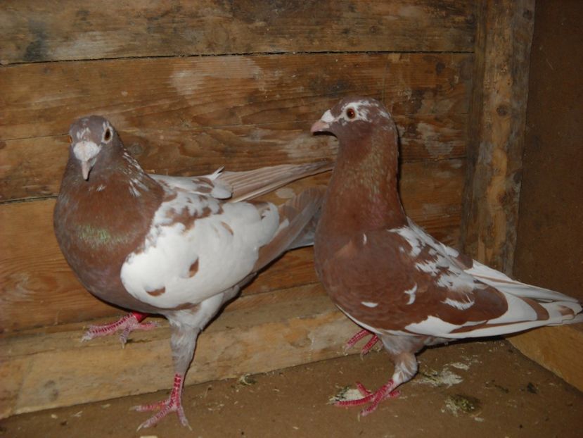 PER.2 - PORUMBEI VANDUTI