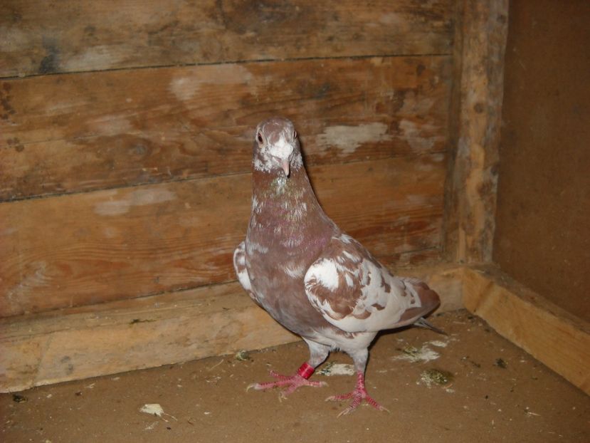 M.2017 - PORUMBEI VANDUTI