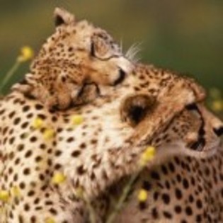 poze_animale_salbatice-leopard-6-150x150 - leoparzi