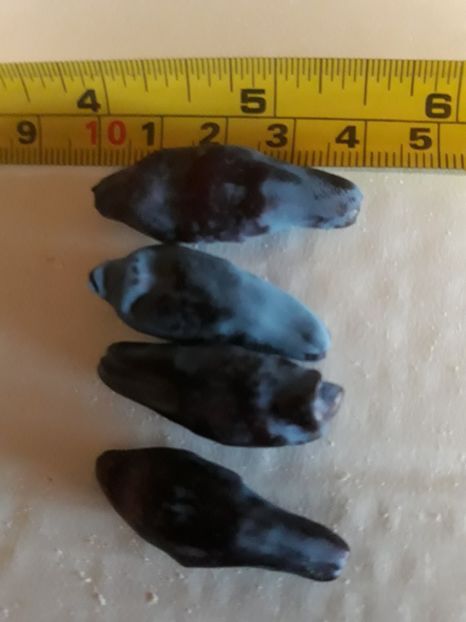  - LONICERA afine siberiene