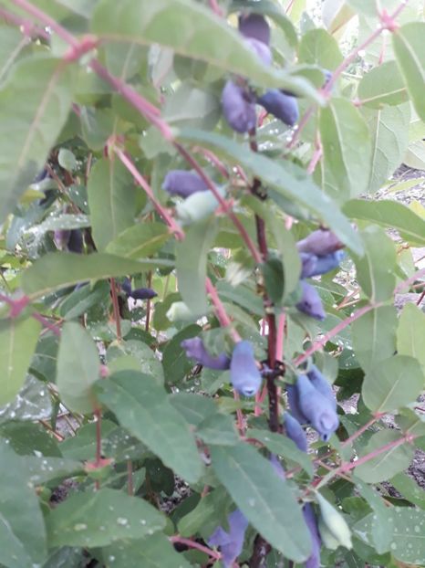  - LONICERA afine siberiene