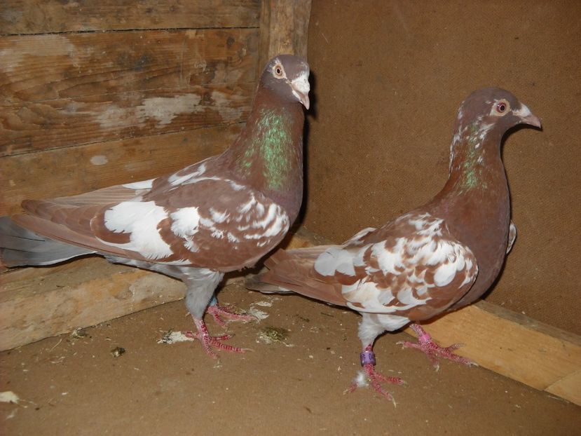 PER.3 - PORUMBEI VANDUTI