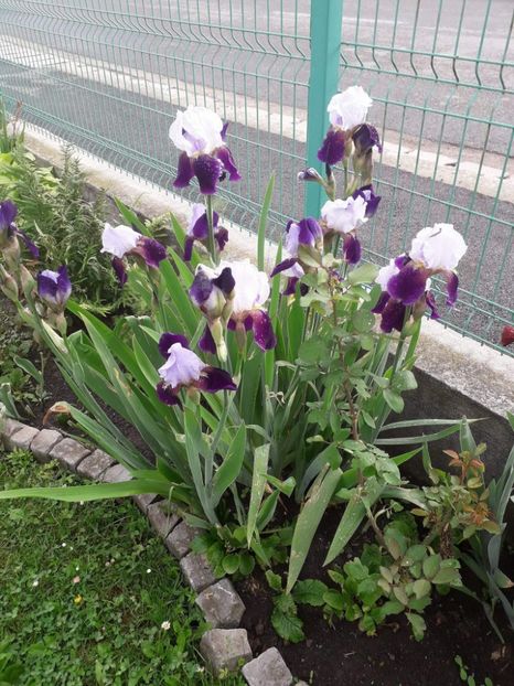 received_2155483151404635 - Flori 2018