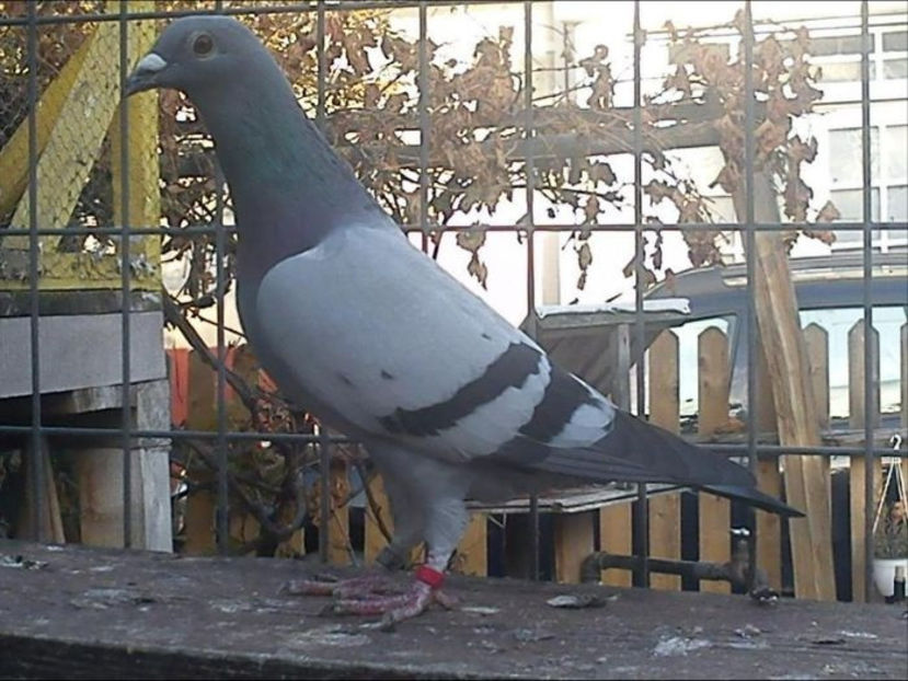 SON - 900170-09 DINCA CRISTIAN