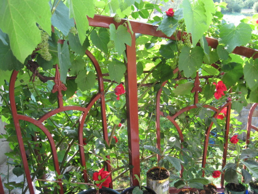 2018- incepem un nou ciclu si.... - Trandafiri