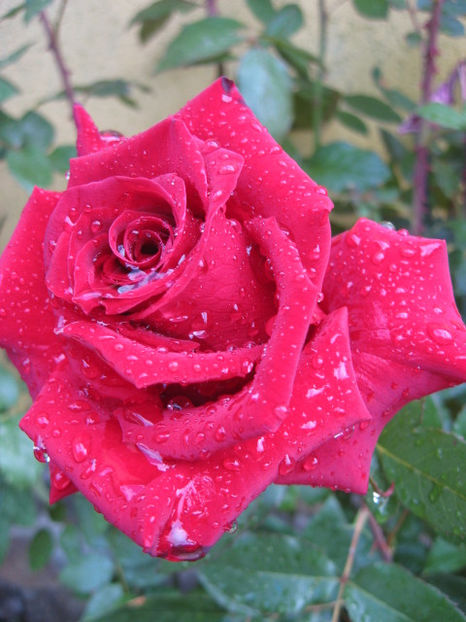 imprevizibila natura  a debutat..... - Trandafiri