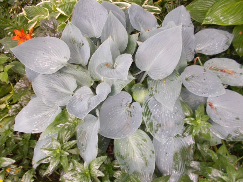  - 2018 Flori de gradina