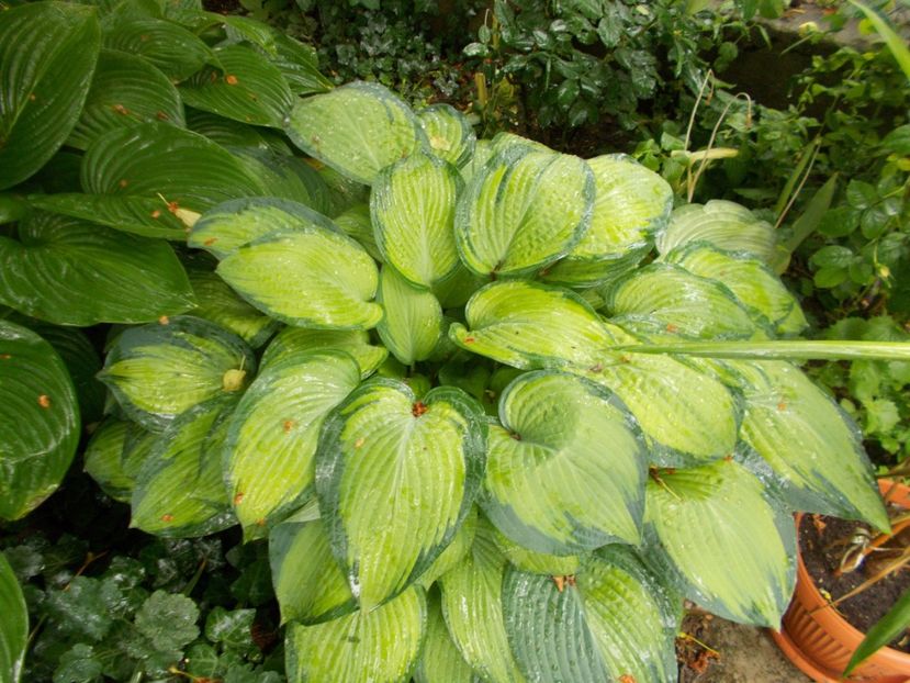  - 2018 Flori de gradina