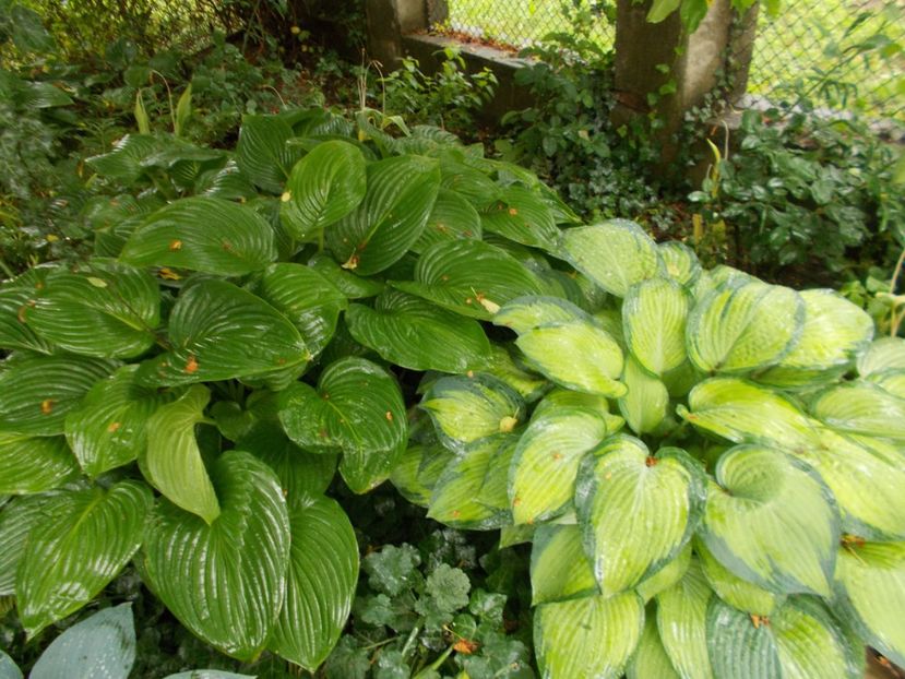  - 2018 Flori de gradina