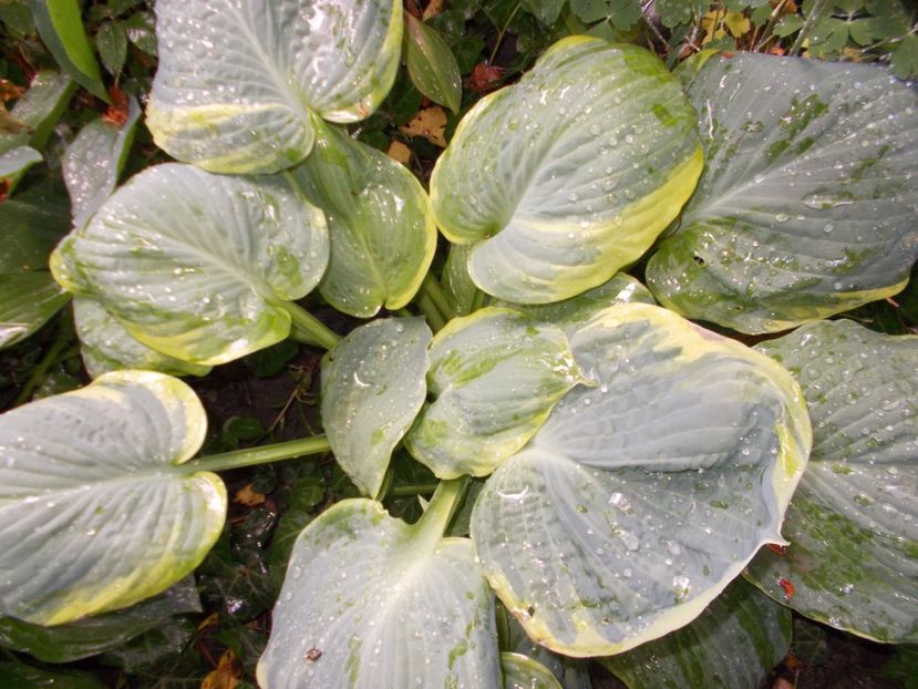  - 2018 Flori de gradina