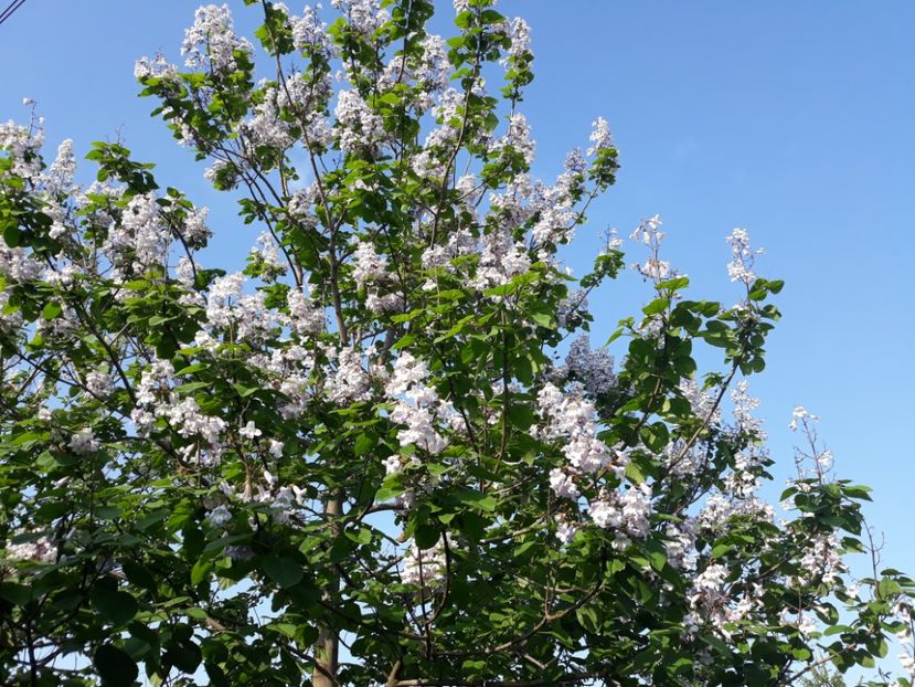 mai 2018 - 2013 Paulownia