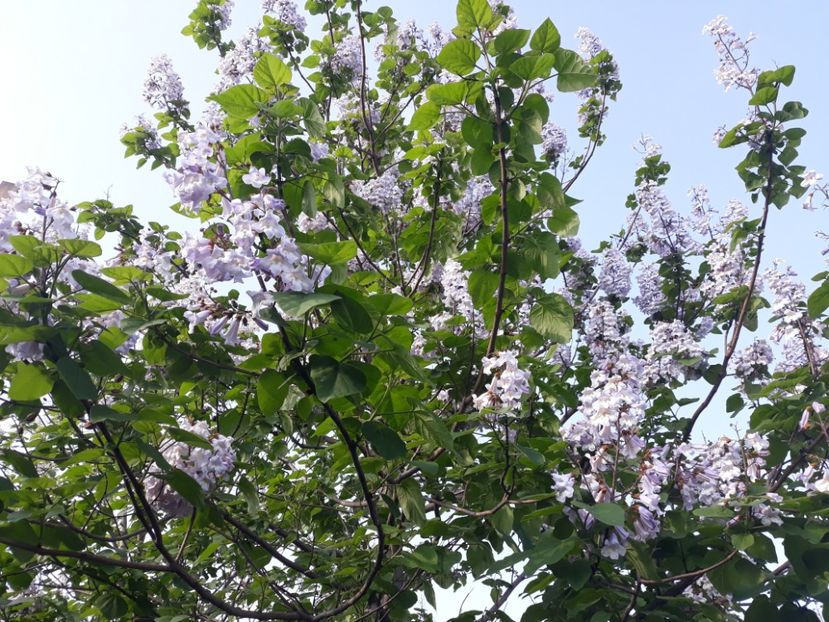 mai 2018 - 2013 Paulownia
