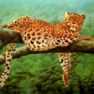 poze_animale_salbatice-leopard-10-150x150