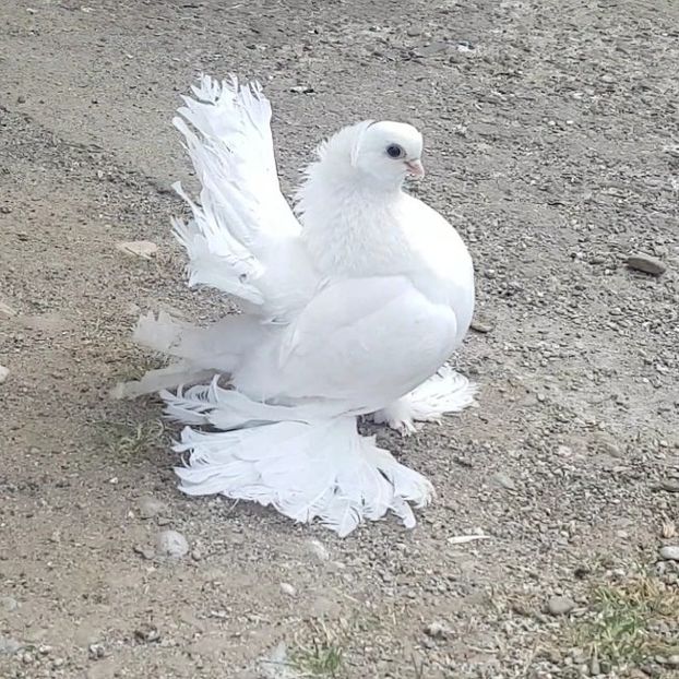  - Omski si Nordcaucazieni 2018