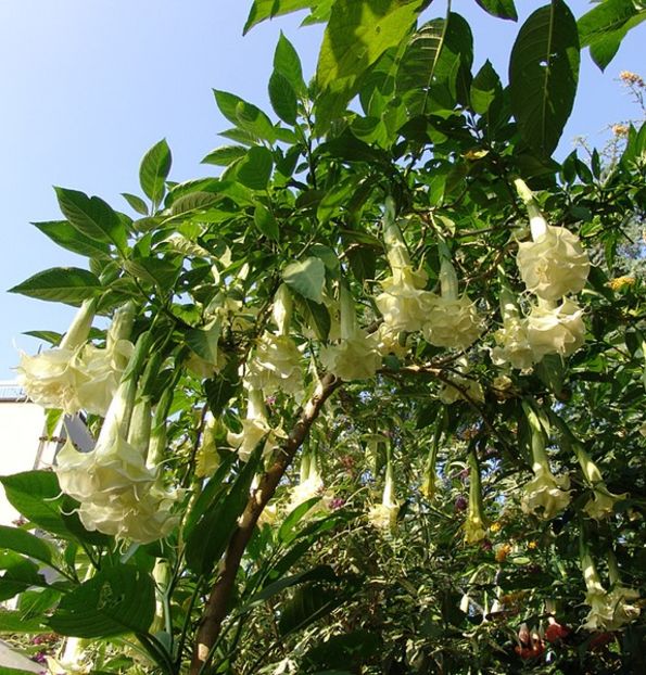 Angels Proud - Brugmansia achizitii Gommer 2018