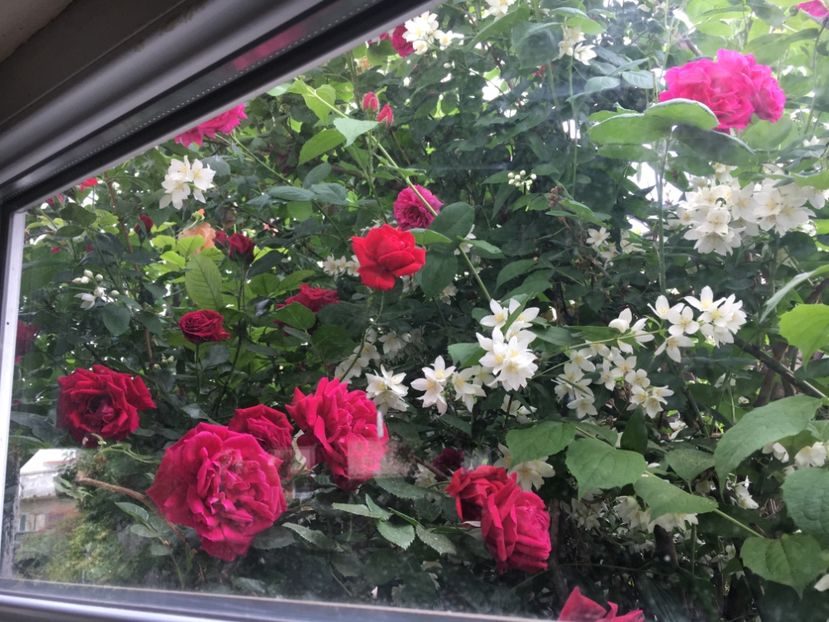 6F59ABAE-4D80-4E46-804E-3A992D255759 - Trandafiri 2018