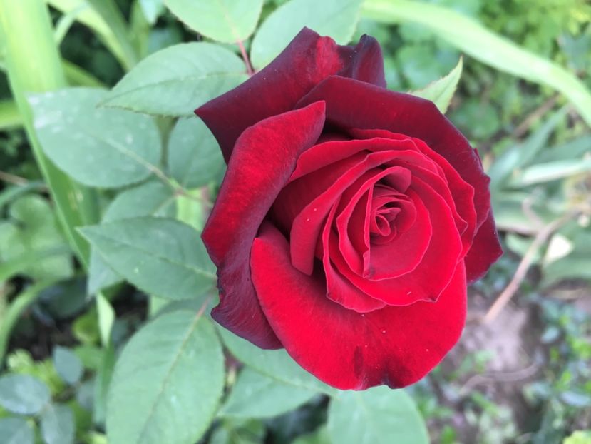 Black beauty - Trandafiri 2018