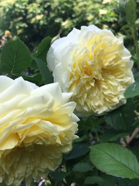 The pilgrim - Trandafiri 2018