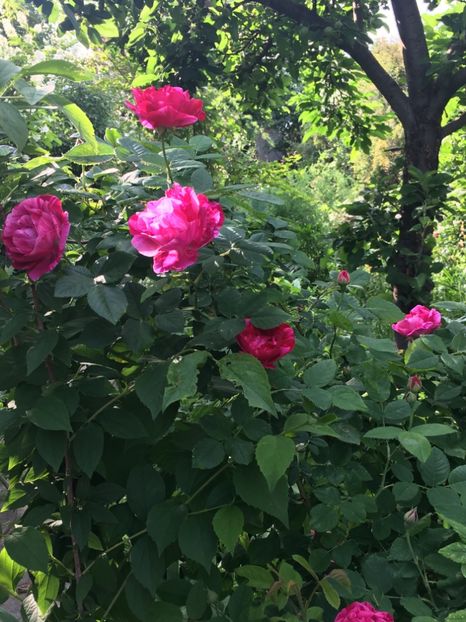 132D0328-EF39-49FD-9711-D0DDE9F85CEC - Trandafiri 2018