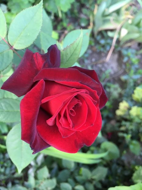 Black beauty - Trandafiri 2018
