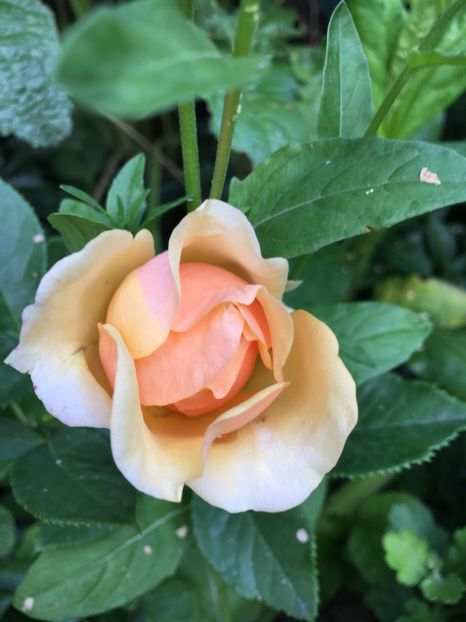 53FD3203-01BD-407B-9EF6-17C272C85808 - Trandafiri 2018