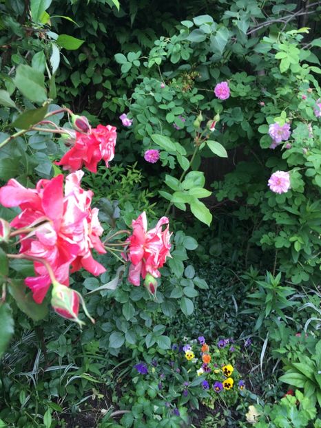 797DC800-34C2-4443-882E-84E855AED8B9 - Trandafiri 2018