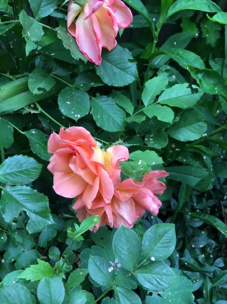 westerland - Trandafiri 2018