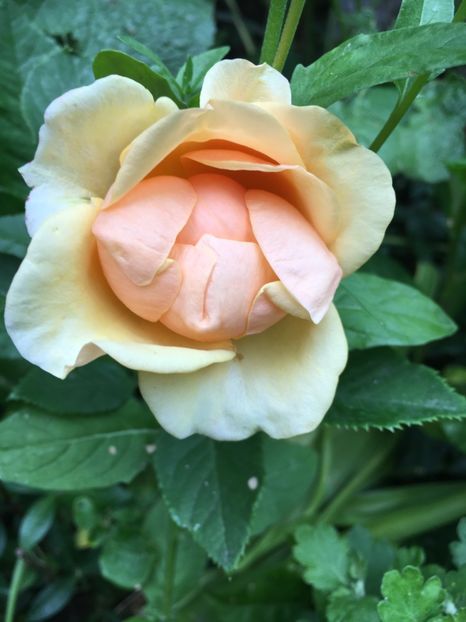 Olympic palace - Trandafiri 2018