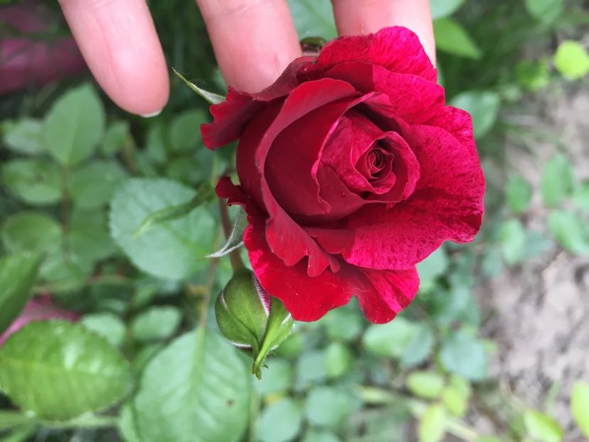 deep impresion - Trandafiri 2018