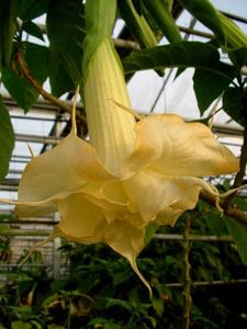 Sudwind - Brugmansia achizitii Gommer 2018