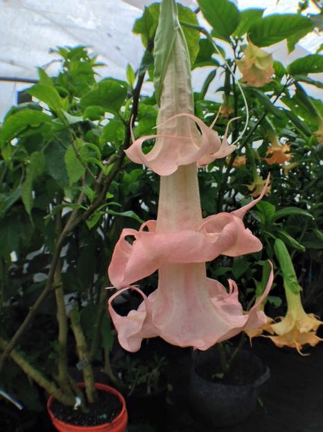 Dalens Pink Amour - Brugmansia achizitii Gommer 2018